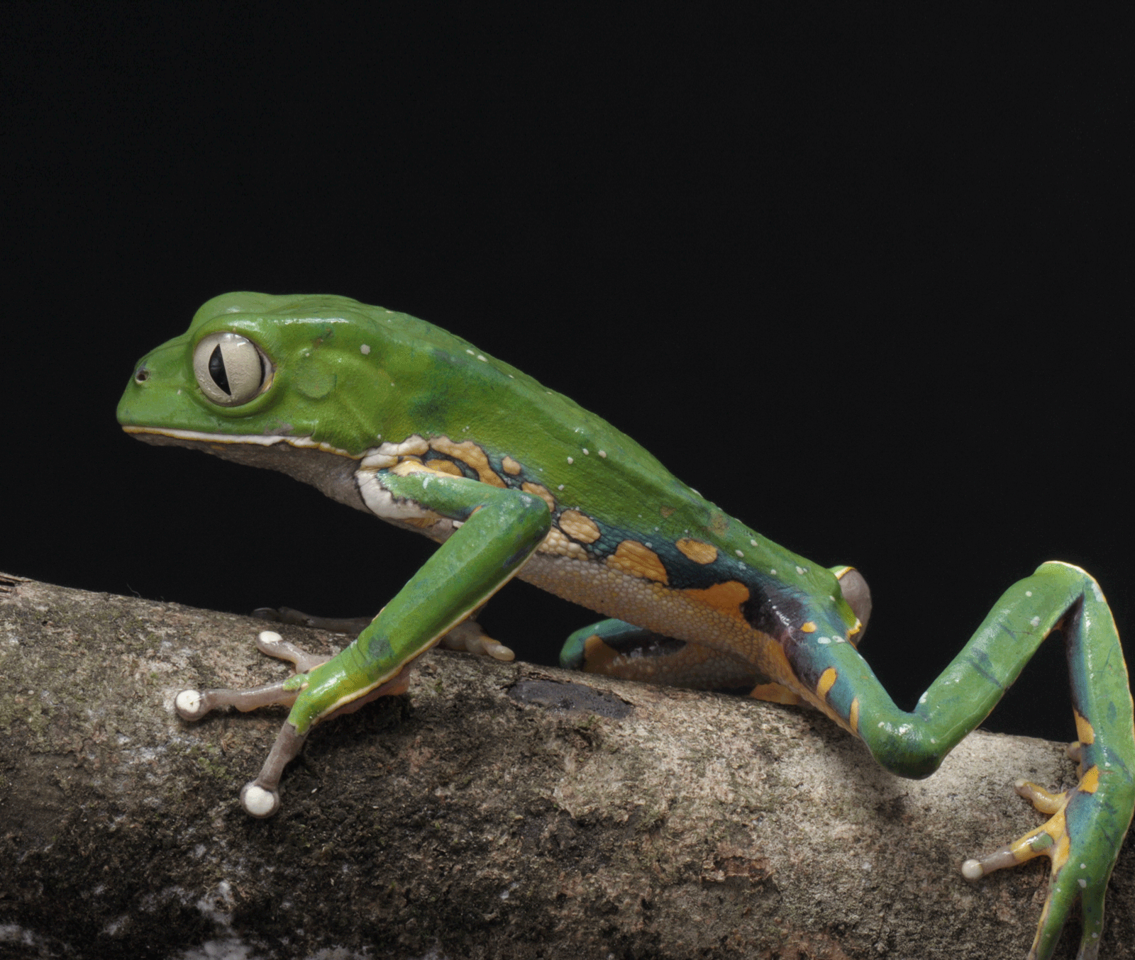 Kambo Basic Info Phyllomedusa Bicolor Iceers