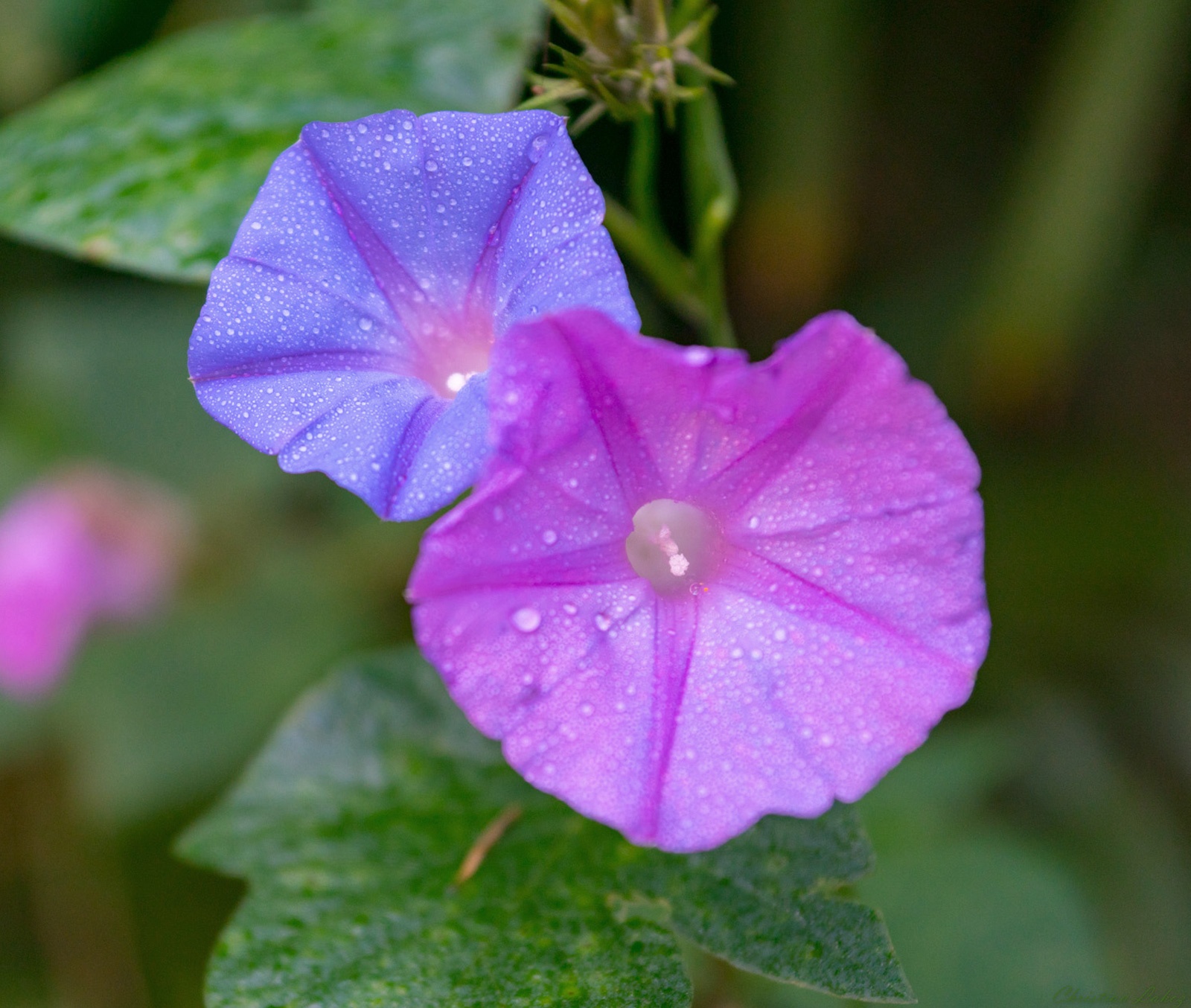 Morning Glory Flower Benefits Sakura Tucson